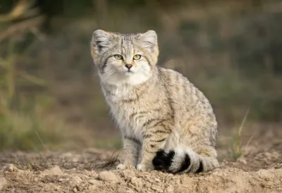 Sand Cat in soft morning light