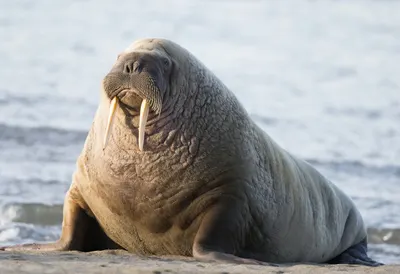 Walrus in soft morning light