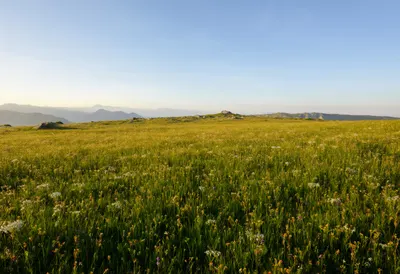 Alpine Meadow With Wildflowers at golden hour