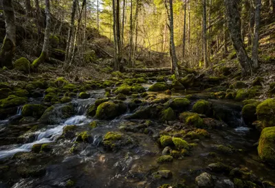 ลำธาร Mossy Forest ในชั่วโมงทอง
