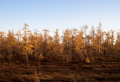 Larch Forest In Autumn at golden hour