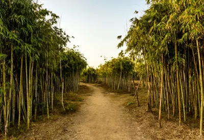 Bamboo Grove Path at golden hour