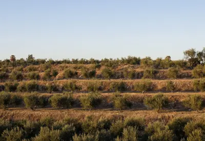 Olive Grove On Terraces at golden hour