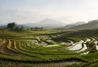 Rice Terraces In Mist at golden hour