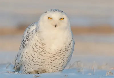 Snowy Owl at golden hour