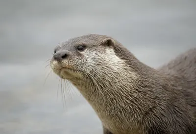 Otter against a soft blurred background