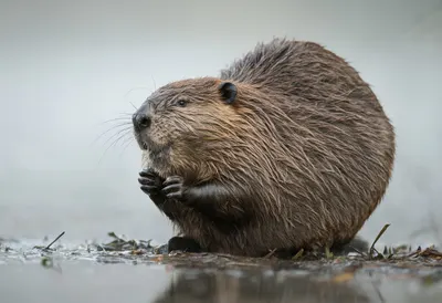 Beaver in gentle mist