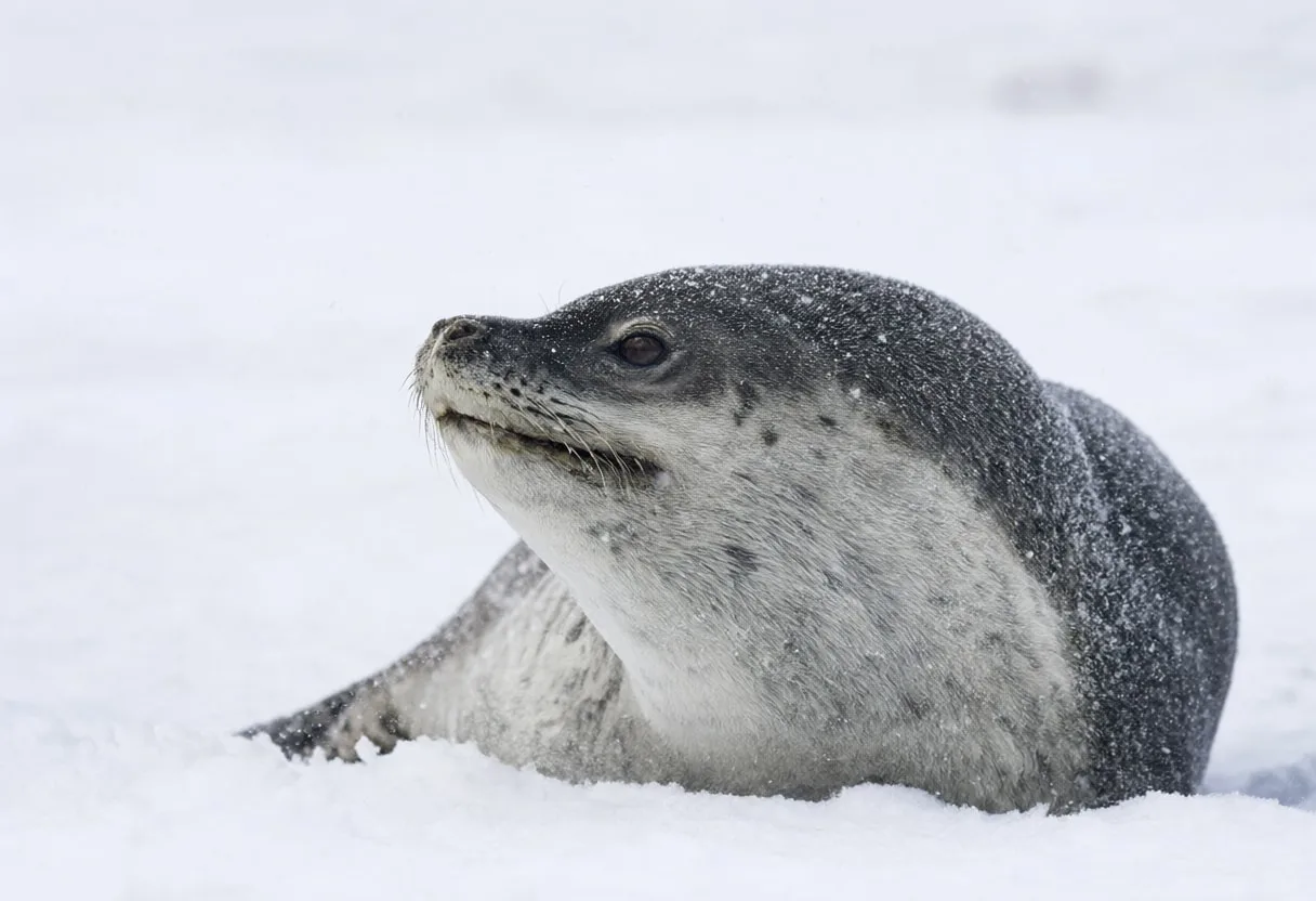 Leopard Seal in falling snow