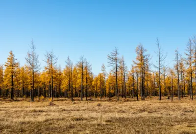 Larch Forest In Autumn