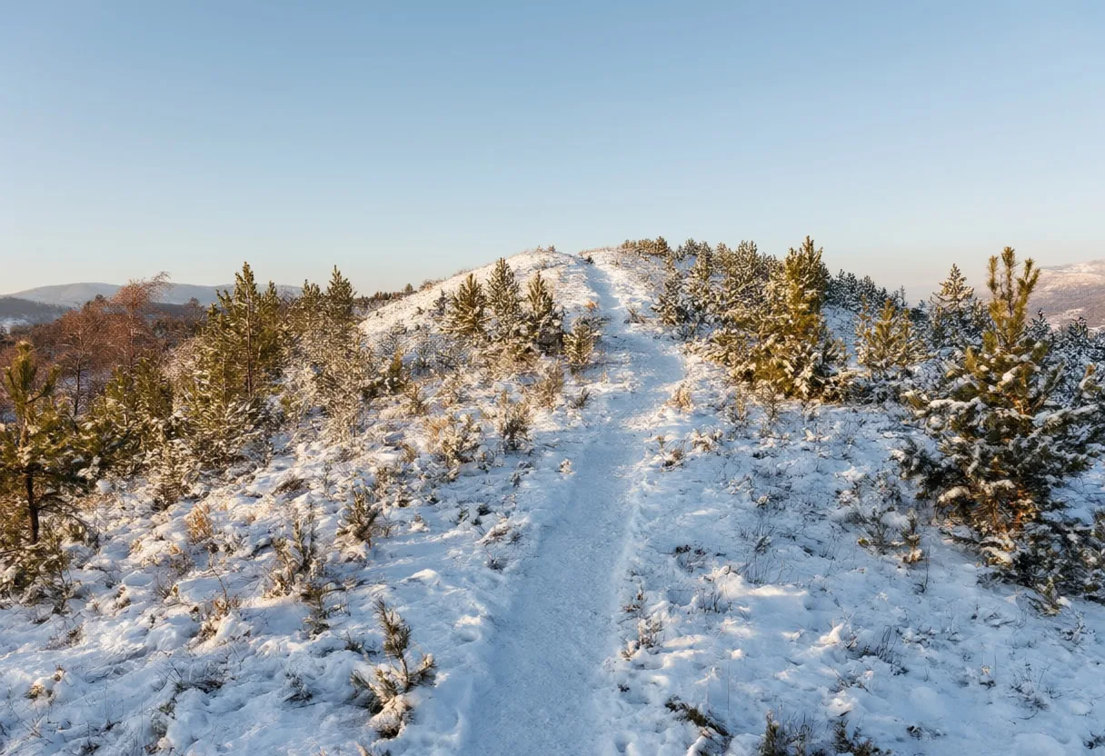 Snow Covered Pine Ridge in warm summer light