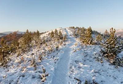 Snow Covered Pine Ridge in warm summer light