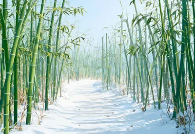 Bamboo Grove Path in winter Digital Illustration