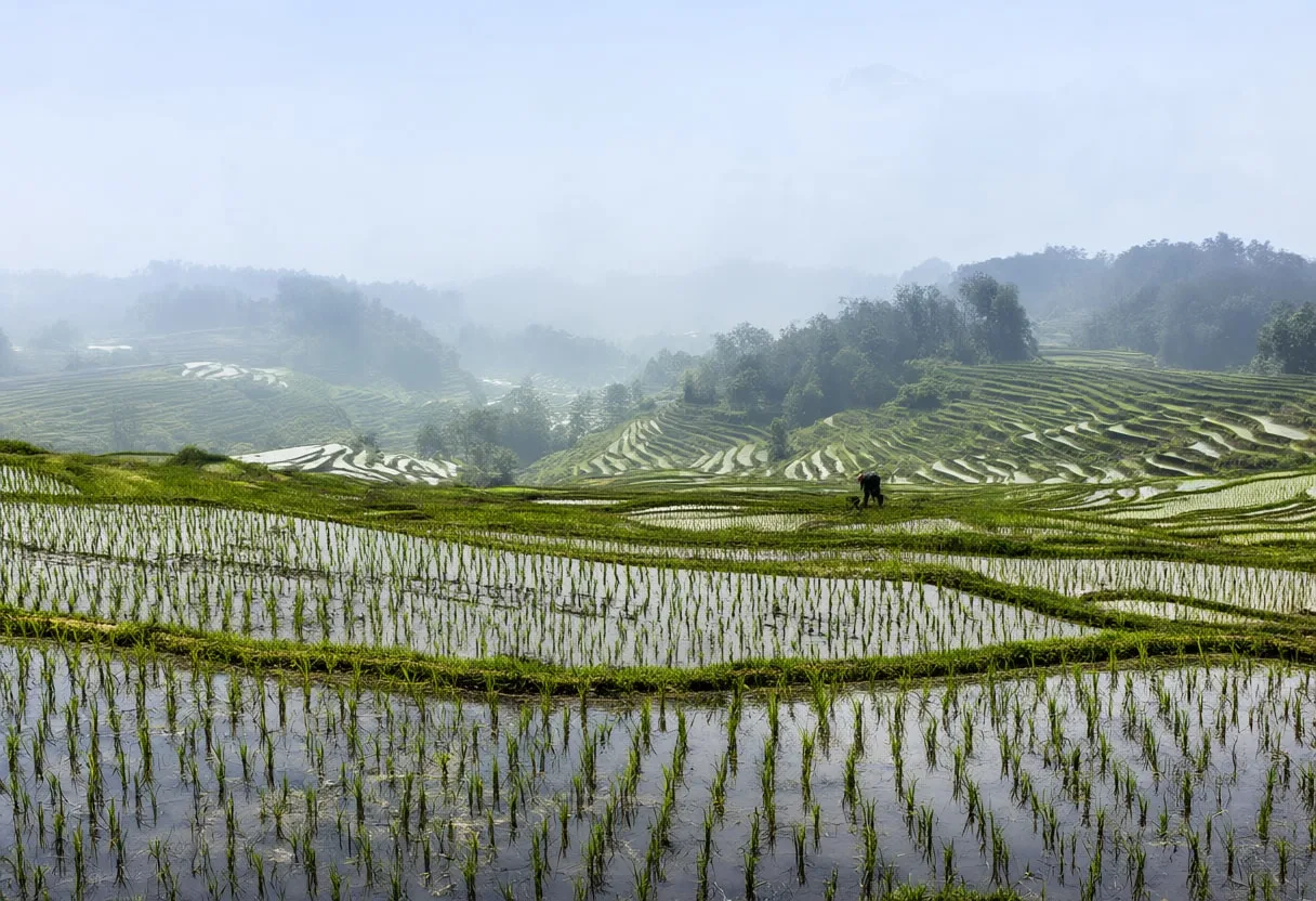 Rice Terraces In Mist