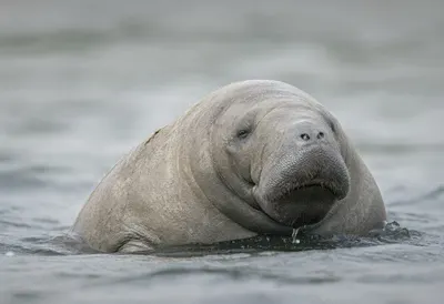 Manatee against a soft blurred background
