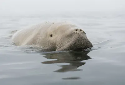 Dugong in gentle mist