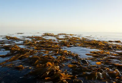 Kelp Forest Underwater at golden hour