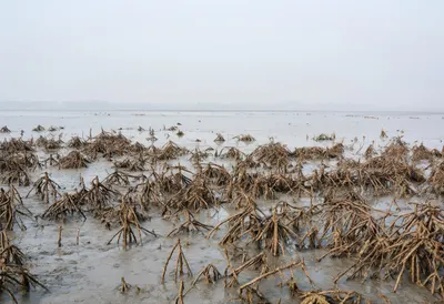 Mangrove Roots At Low Tide in soft mist