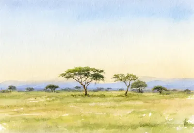 Savanna Acacia At Dusk Watercolour