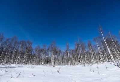 Snowy Birch Forest under a starry sky