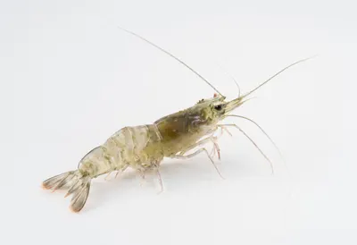 Shrimp close-up portrait