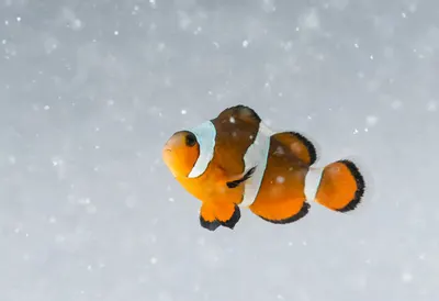 Clownfish in falling snow