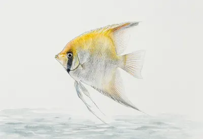 Angelfish beside calm water Watercolour