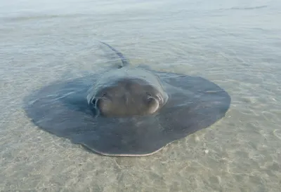 Ray in soft morning light