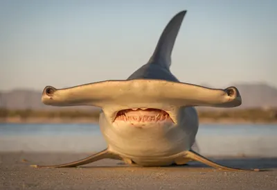 Hammerhead Shark at golden hour