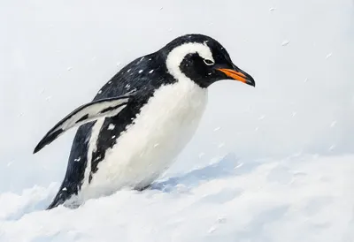 Penguin in falling snow Oil Painting