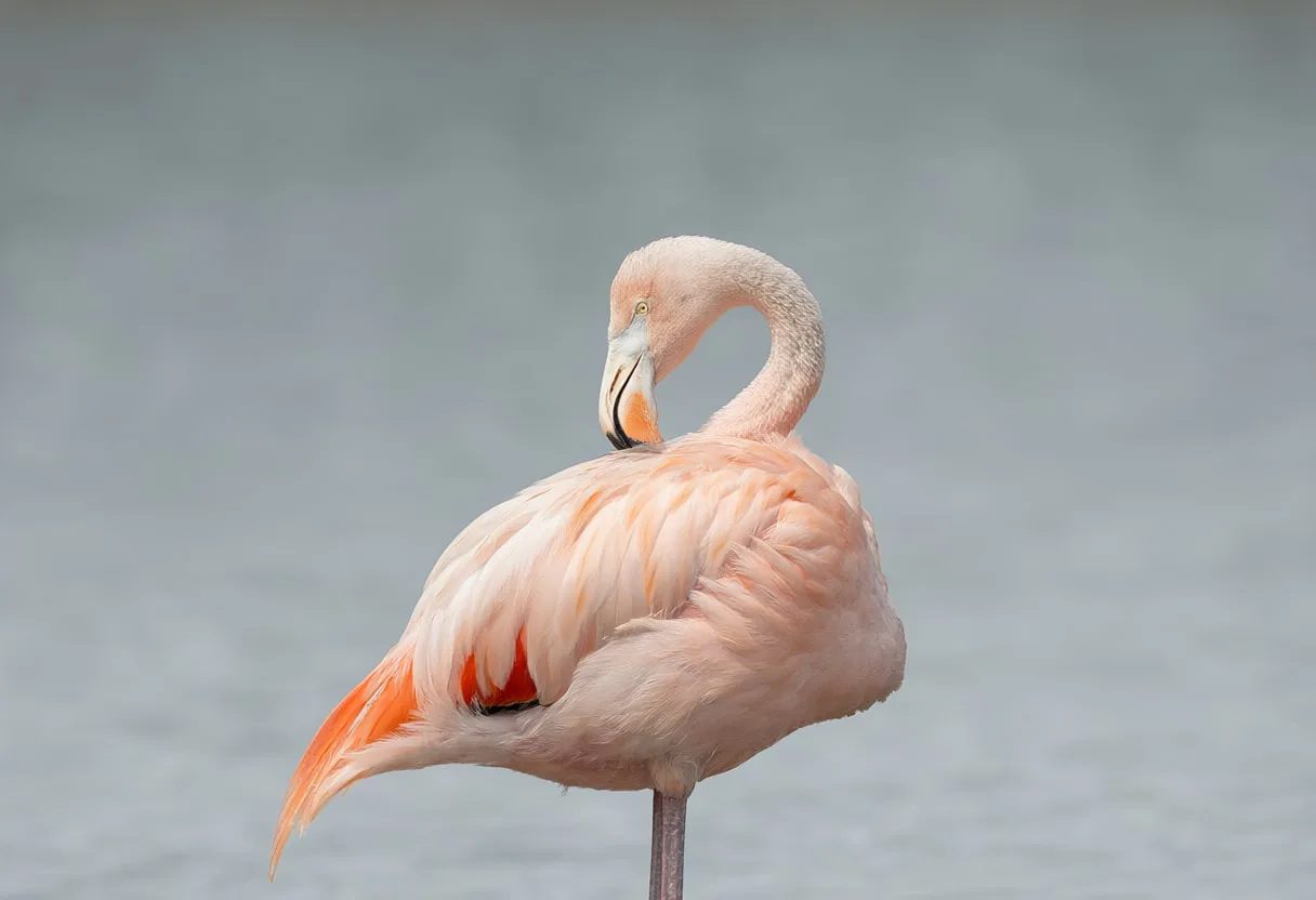 Flamingo in gentle mist