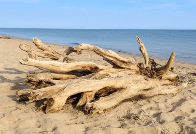 Driftwood On Sand in warm summer light