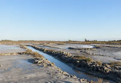 Salt Marsh Channels at dawn