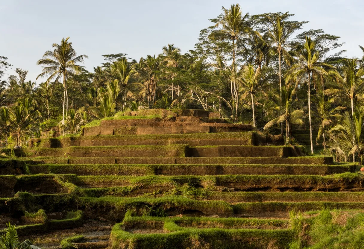 Bali Rice Terrace in warm evening light