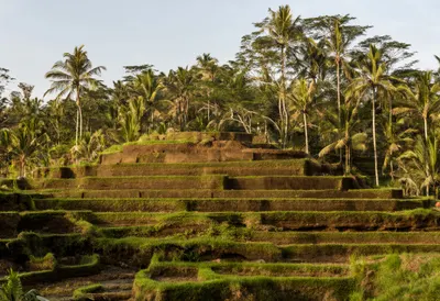 Bali Rice Terrace in warm evening light