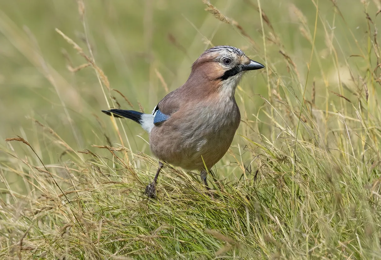 Jay in tall grass
