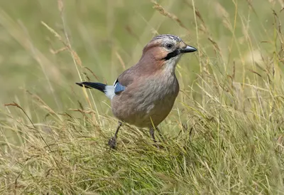 Jay in tall grass