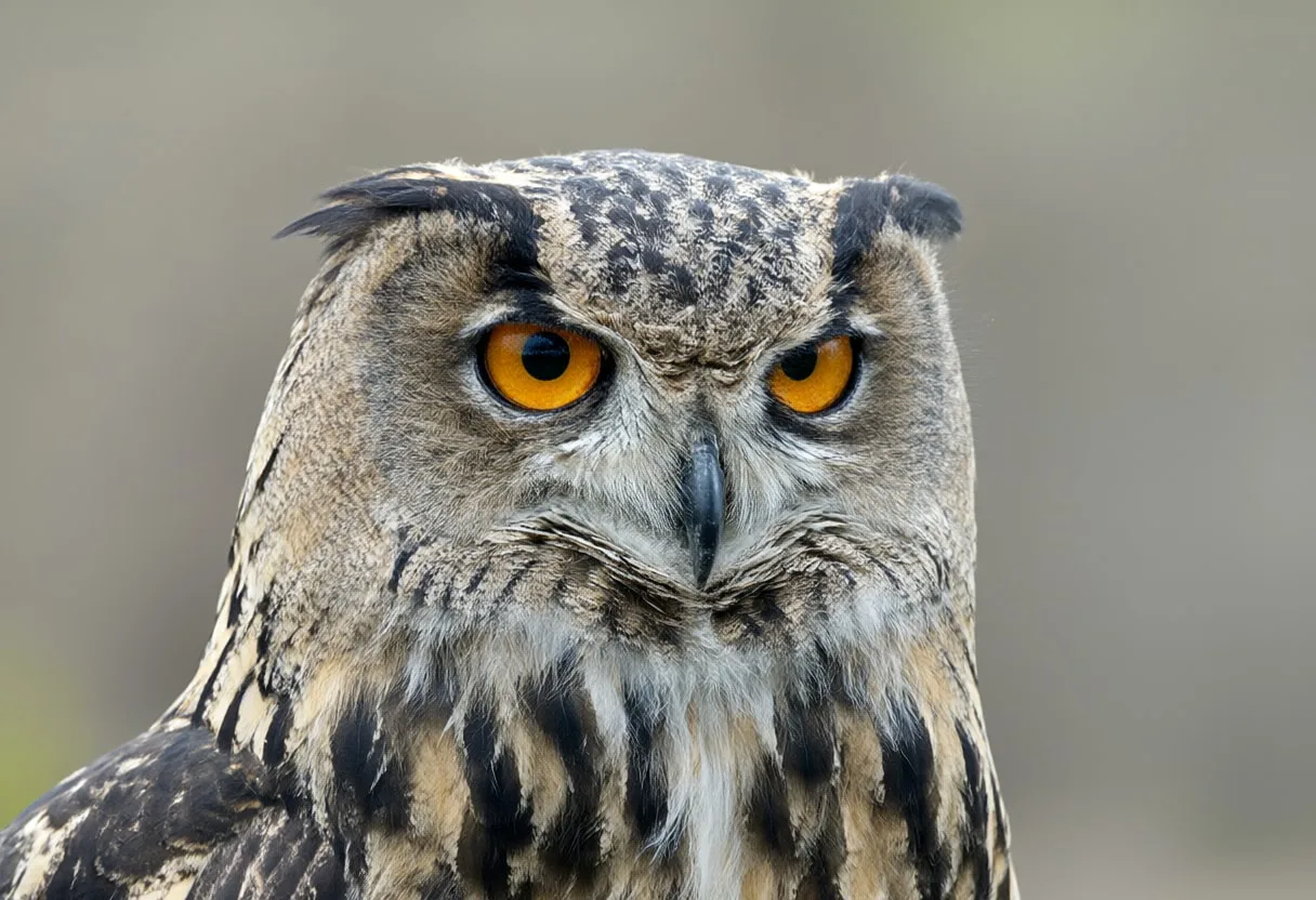 Eagle Owl close-up portrait