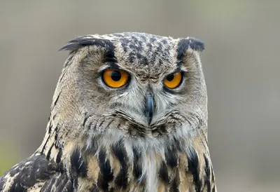 Eagle Owl close-up portrait