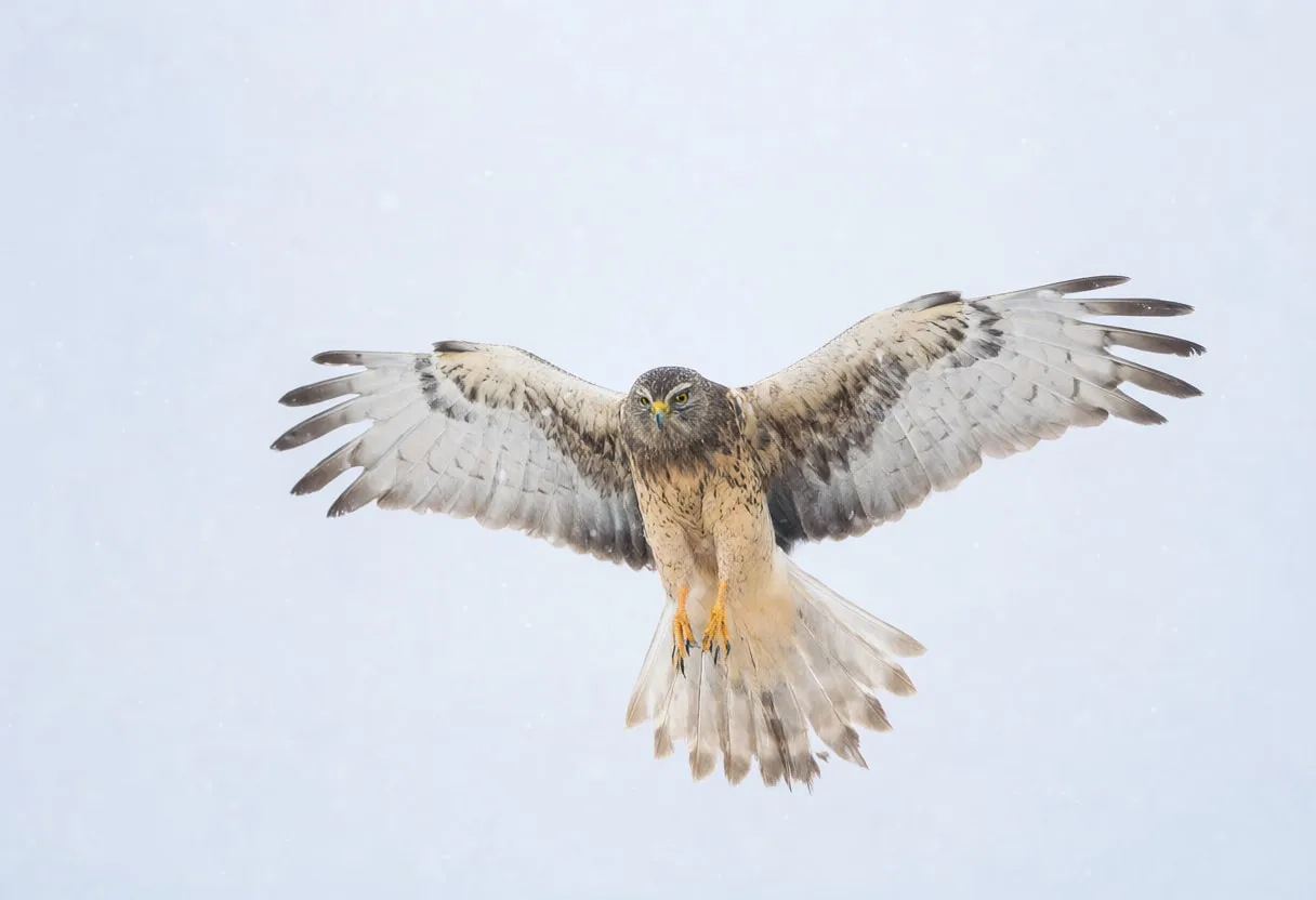 Harrier in falling snow