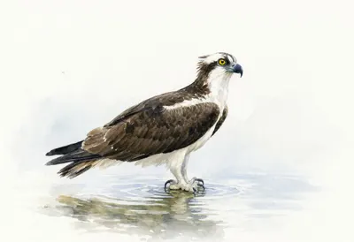 Osprey beside calm water Watercolour