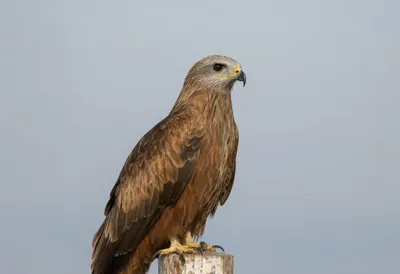 Kite in soft morning light