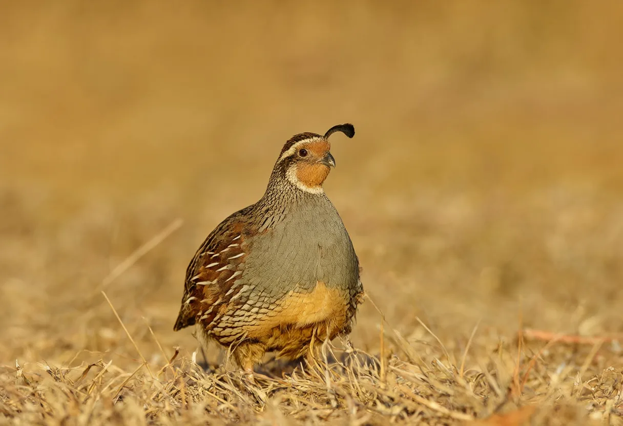 Quail at golden hour