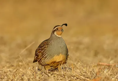 Quail at golden hour