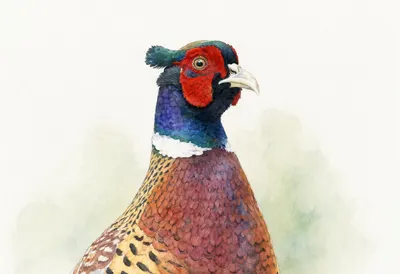Pheasant close-up portrait Watercolour