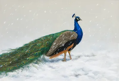 Peacock in falling snow Oil Painting