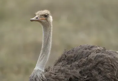 Ostrich against a soft blurred background