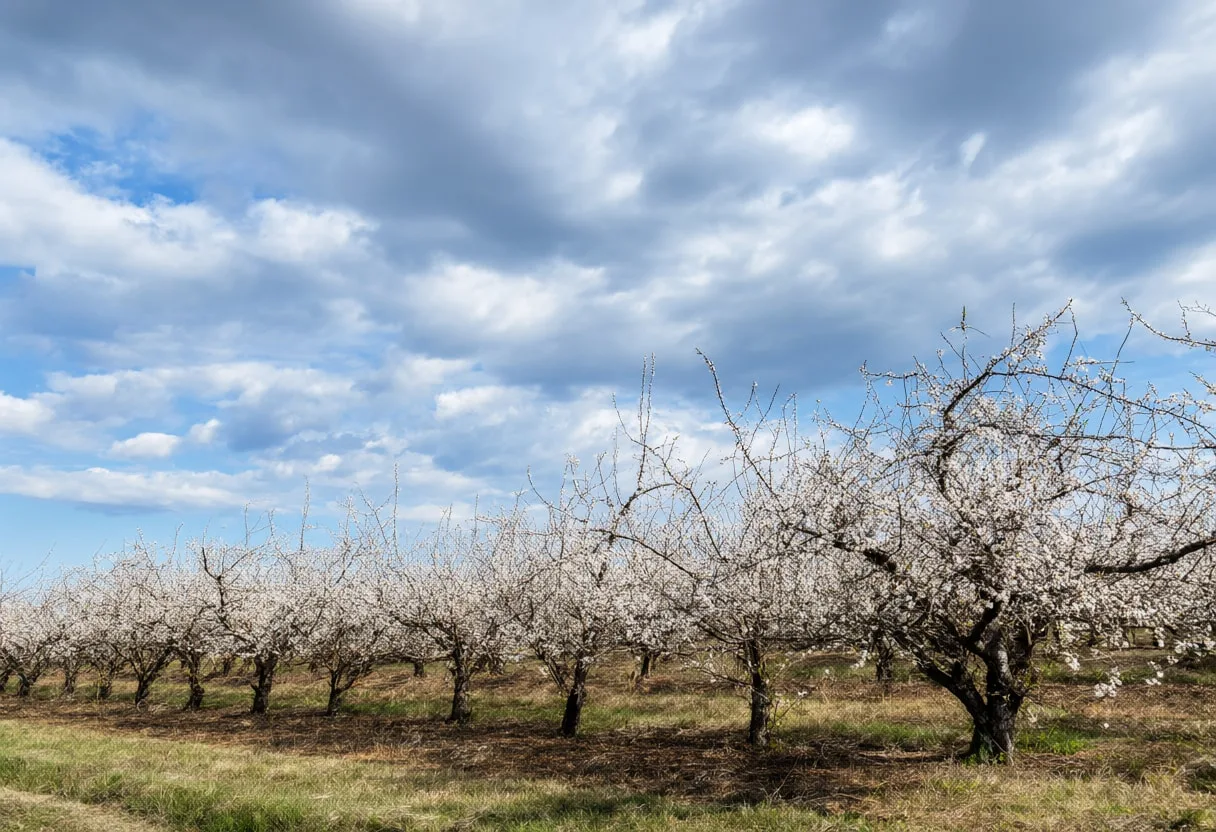 Orchard In Blossom under a dramatic sky
