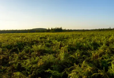 Fern Glade Close-Up at golden hour