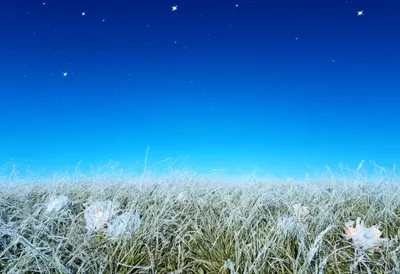 Hoarfrost On Grass under a starry sky Digital Illustration