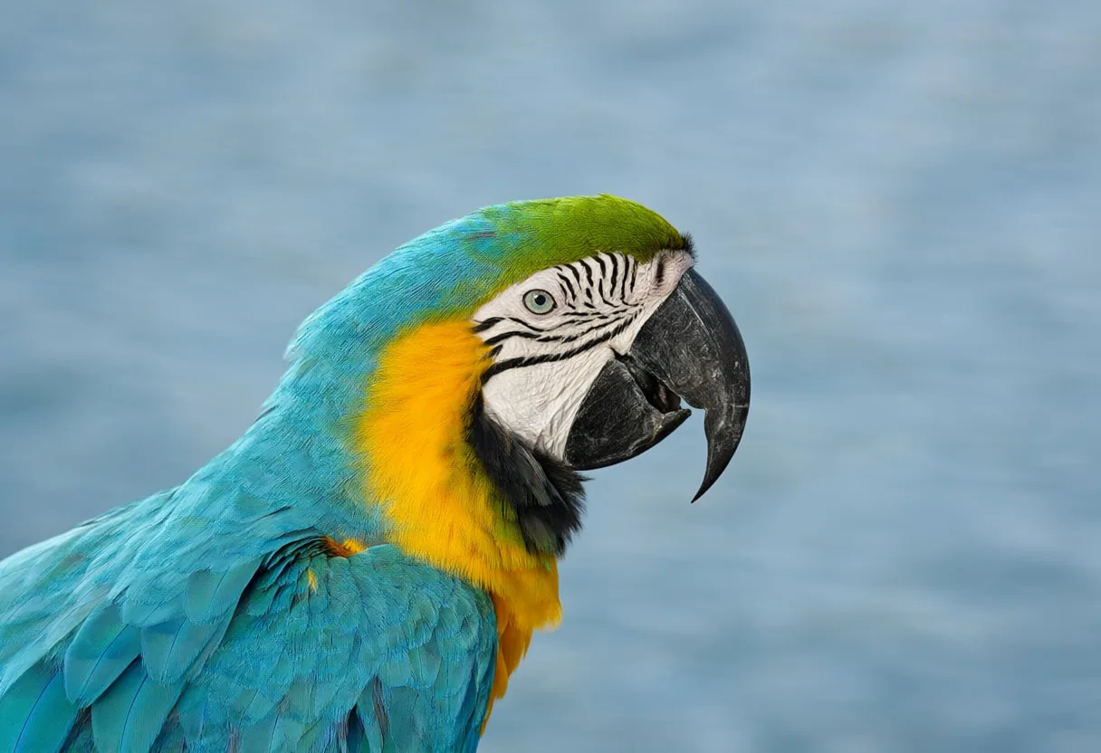 Macaw beside calm water